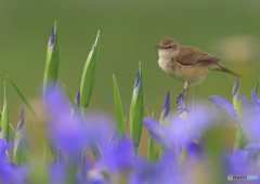 ちょっとお澄まし