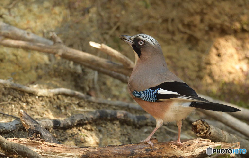 胸を張るカケスくん
