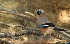 胸を張るカケスくん