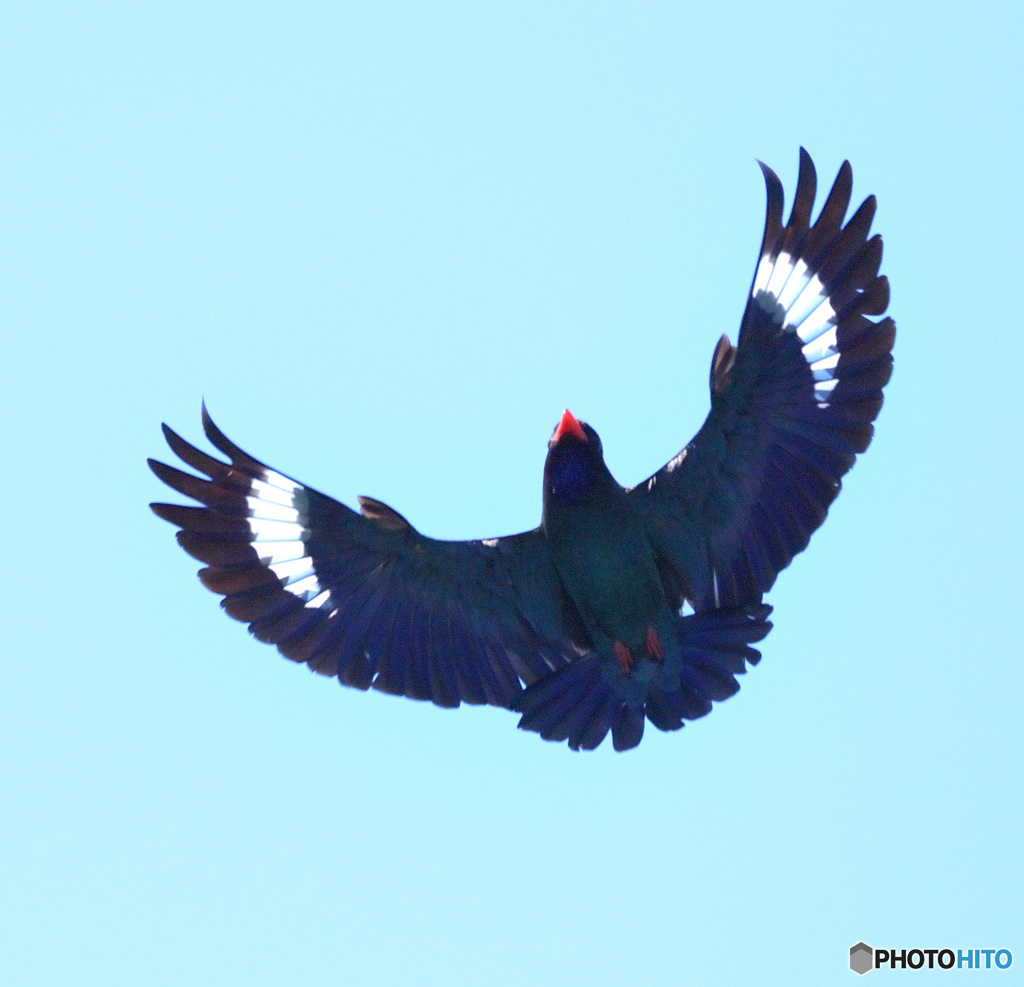 ７月のブッポウソウ④