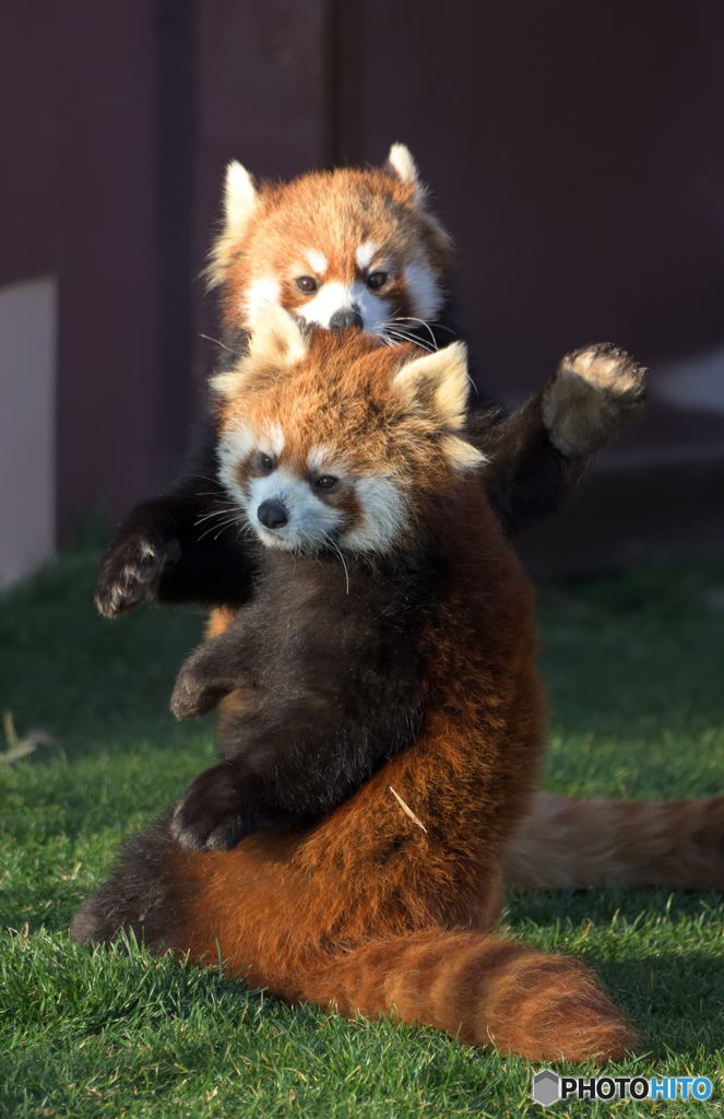 母の逆襲