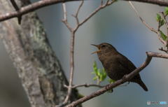 ミソサザイの囀り