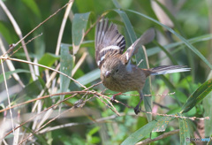 ベニマシコ♀