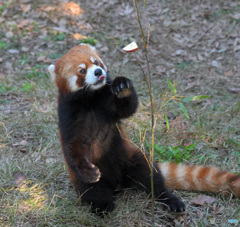 豊橋のレッサー君