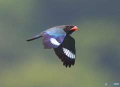 7月のブッポウソウ㊹