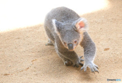 コアラ・ダッシュ！