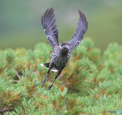 ホシガラス2024④