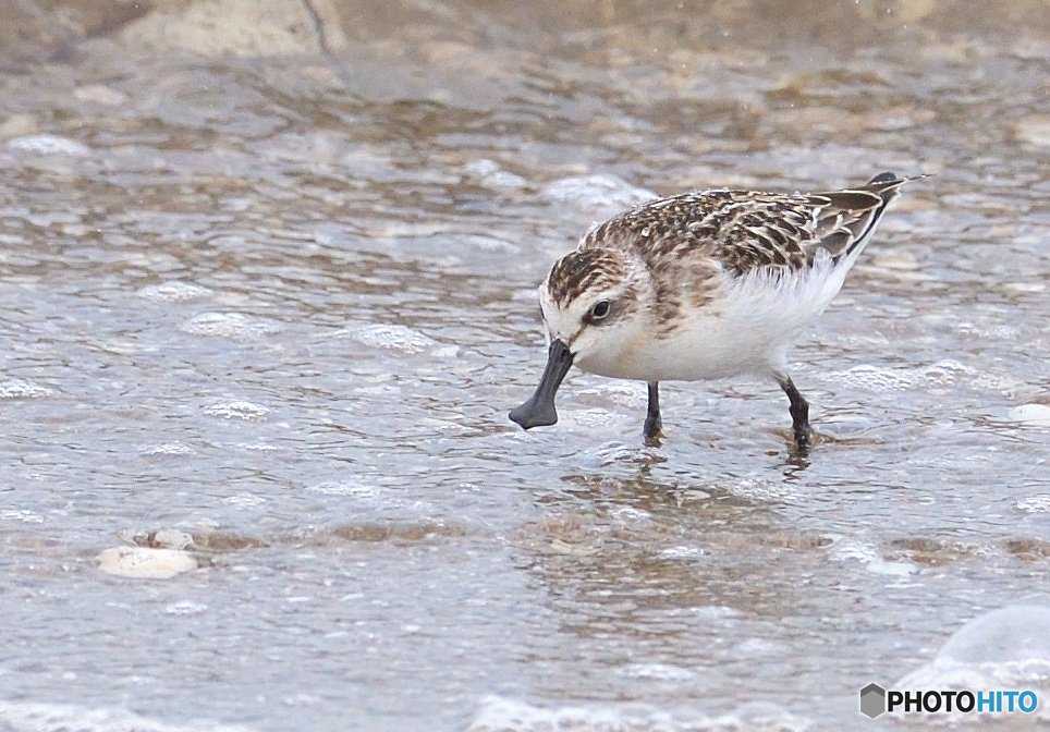 初めてのヘラシギⅡ