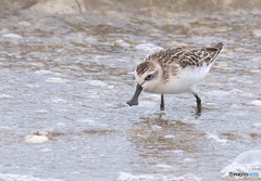 初めてのヘラシギⅡ