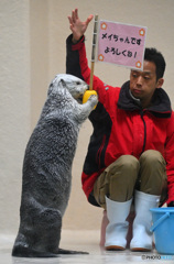 ラッコのメイちゃん