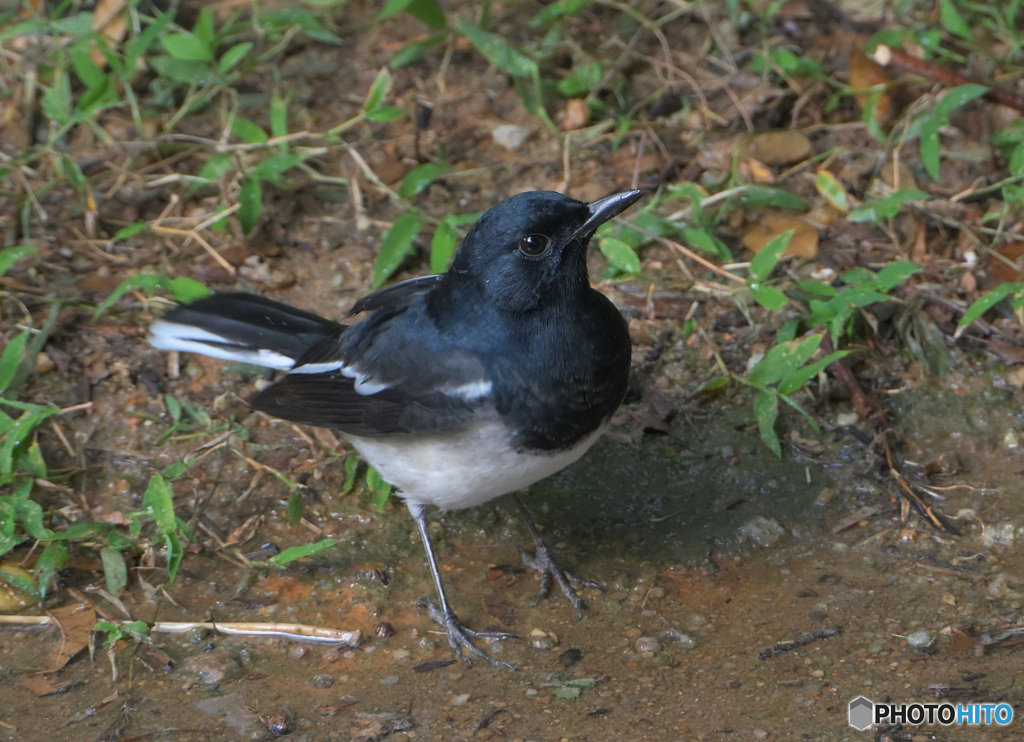 シキチョウ君