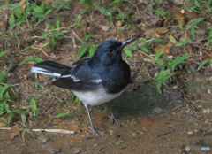 シキチョウ君