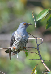おすましツツドリさん