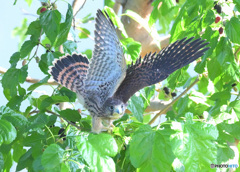 チョウゲンボウの幼鳥