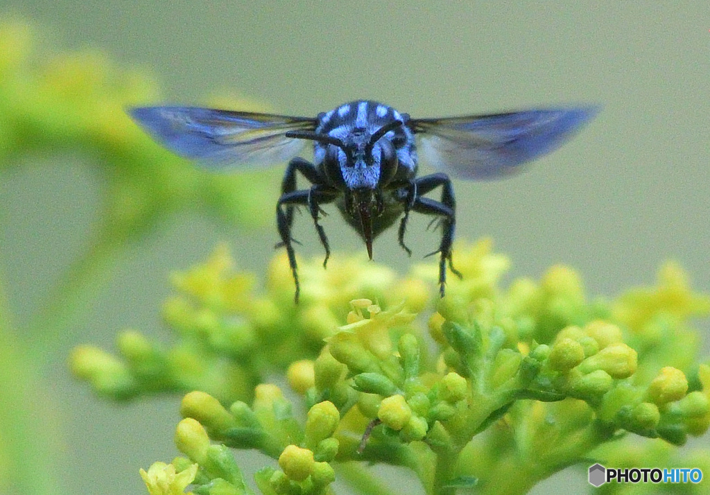 ブルービー⑧