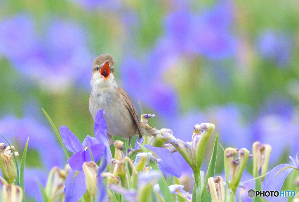 菖蒲にオオヨシキリ⑫