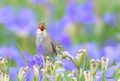 菖蒲にオオヨシキリ⑫