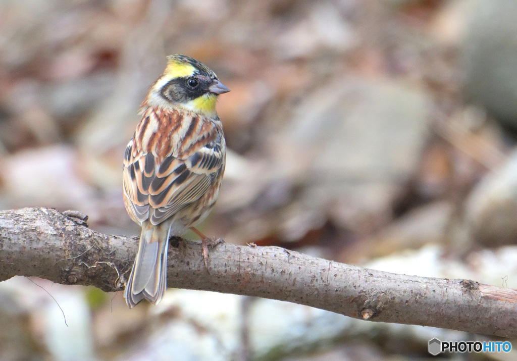 １２月３０日のミヤマホオジロ君②