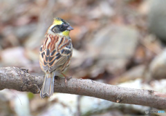 １２月３０日のミヤマホオジロ君②