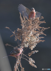 本日のベニマシコ君