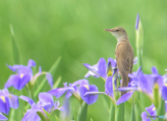 在庫のオオヨシキリ⑫