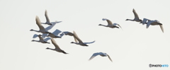白鳥の群れ