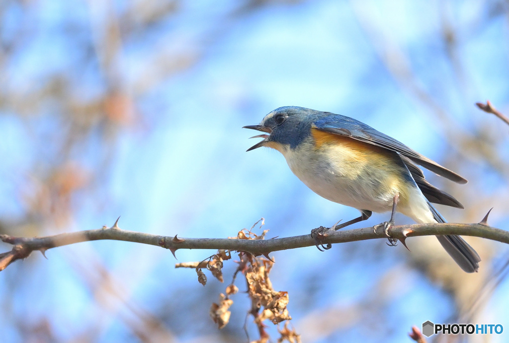 ルリビタキ君の舌