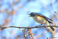 ルリビタキ君の舌