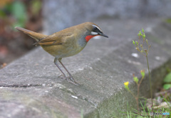 気になるノゴマくん