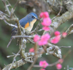 紅梅にルリビタキ君②