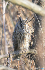 トラフズクのウインク