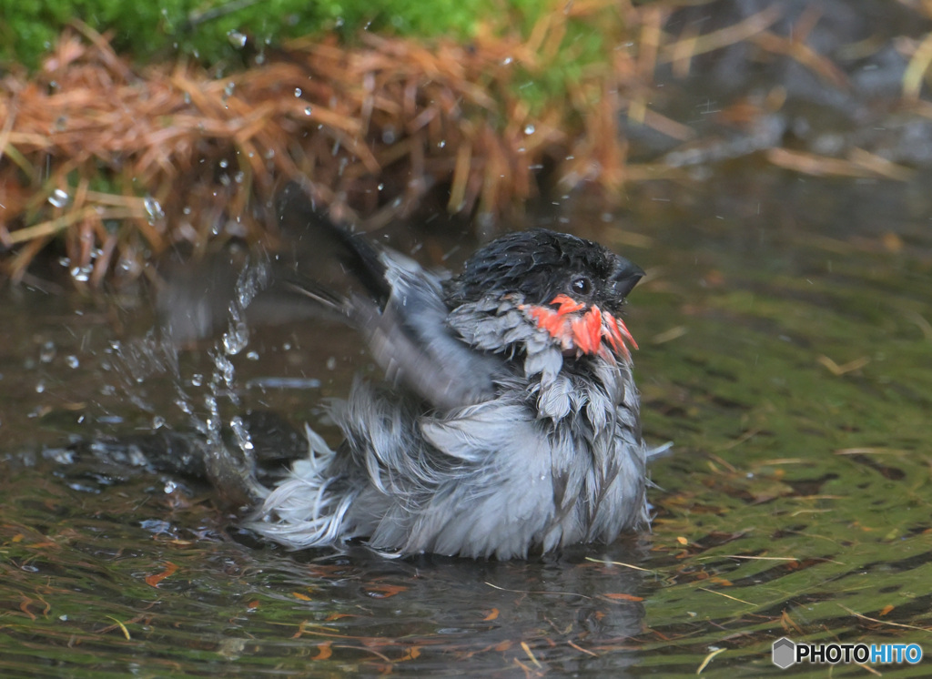 ウソ♂の水浴び
