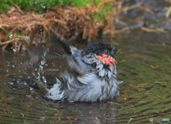 ウソ♂の水浴び