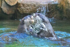 水上で格闘中