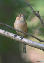 モズのお嬢さん