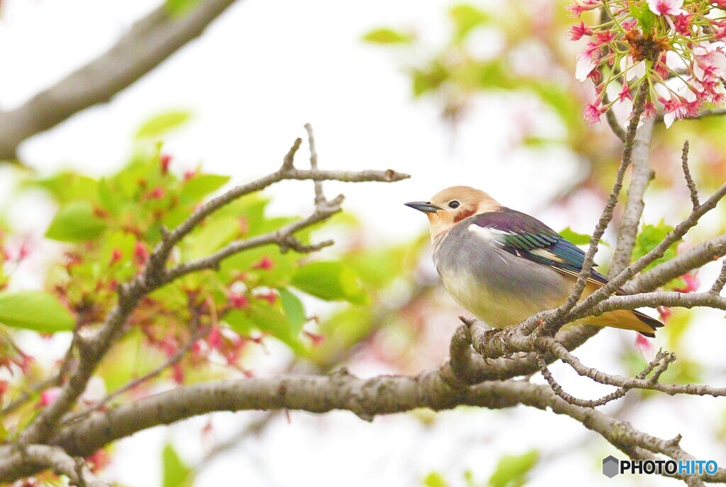 思い出のコムクドリ