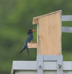 マイホームにて