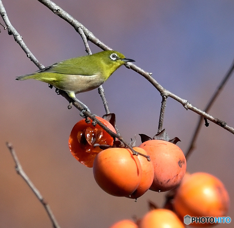 柿にメジロ