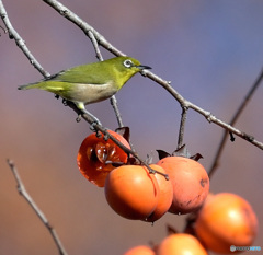 柿にメジロ