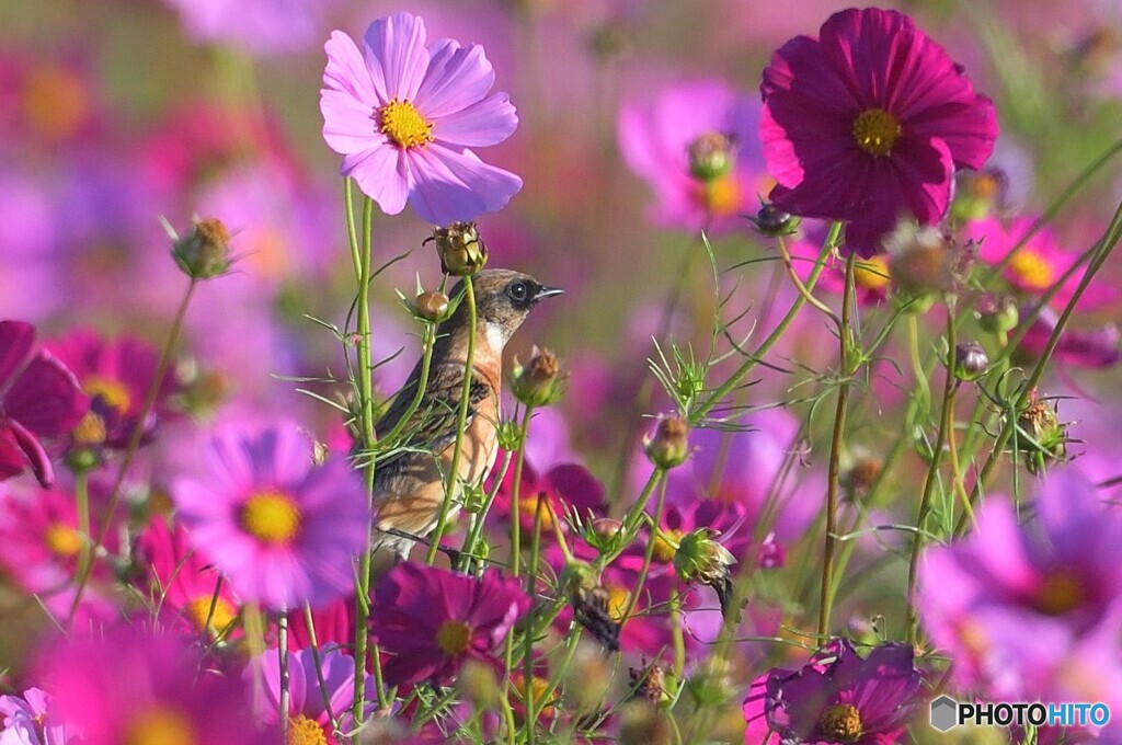 秋桜にノビタキ②