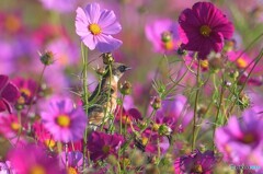 秋桜にノビタキ②