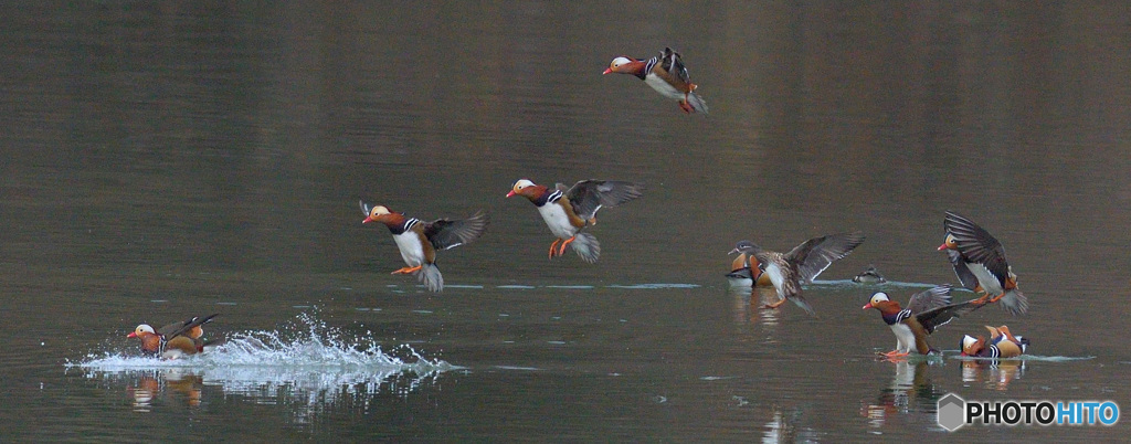 オシドリがやって来た