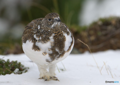 若♀雷鳥⑩