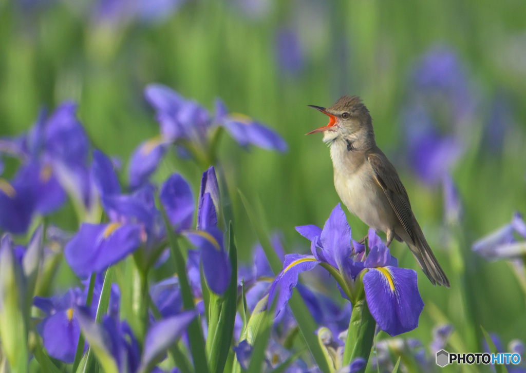 オクラレルカにオオヨシキリ2024③