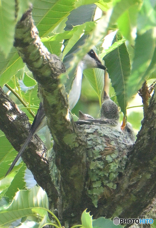 サンショウクイの親子②