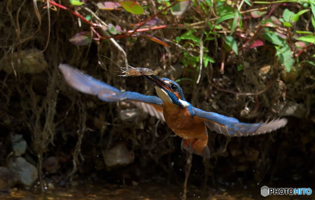 カワエビをゲット！