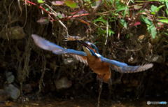 カワエビをゲット！