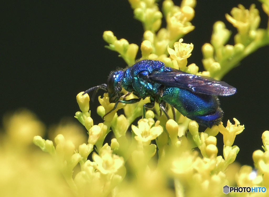 オオセイボウ⑧