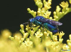 オオセイボウ⑧