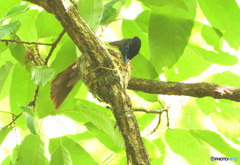 サンコウチョウの巣作り